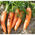 2021 New Harvest Fresh Natural Carrots Export Chinese Fresh Carrot